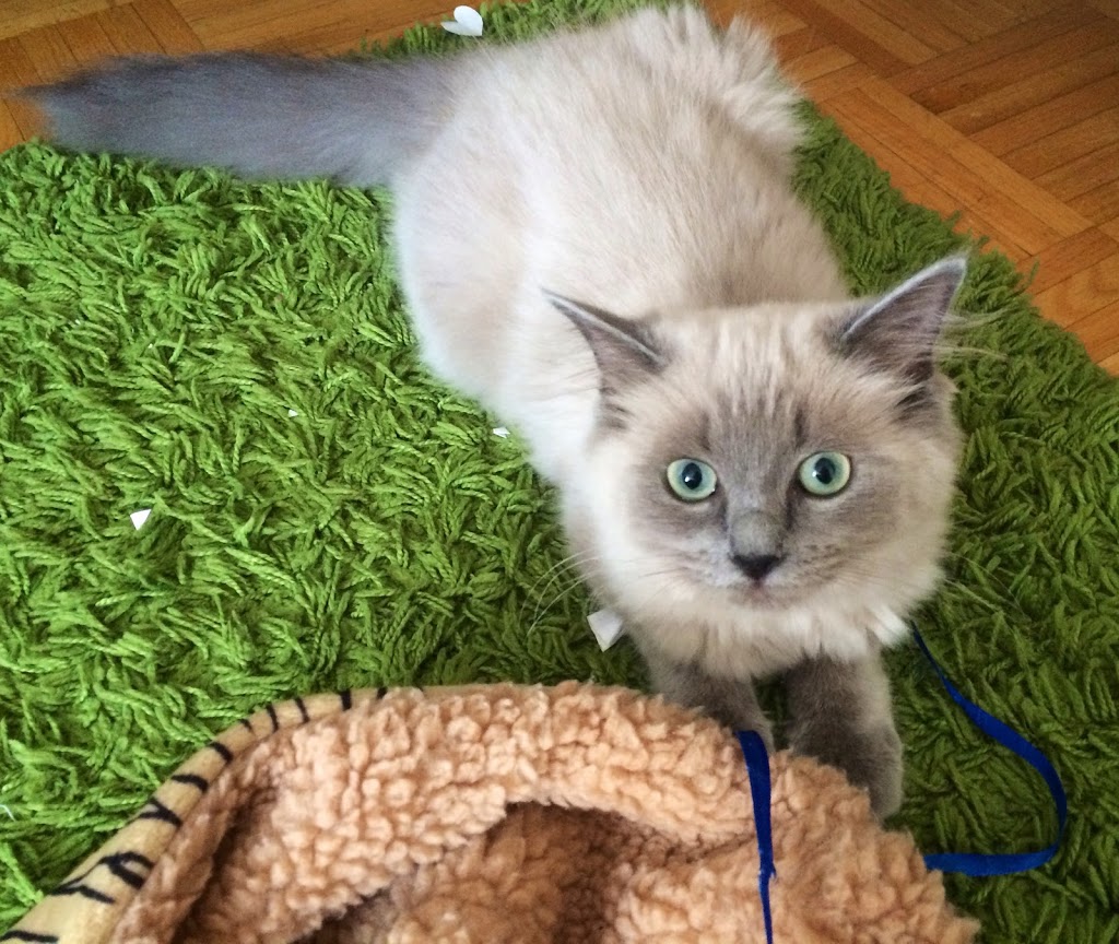 Enchanting Ragdolls | 265 Highway 3 RR# 2, Tillsonburg, ON N4G 4G7, Canada | Phone: (519) 842-0618