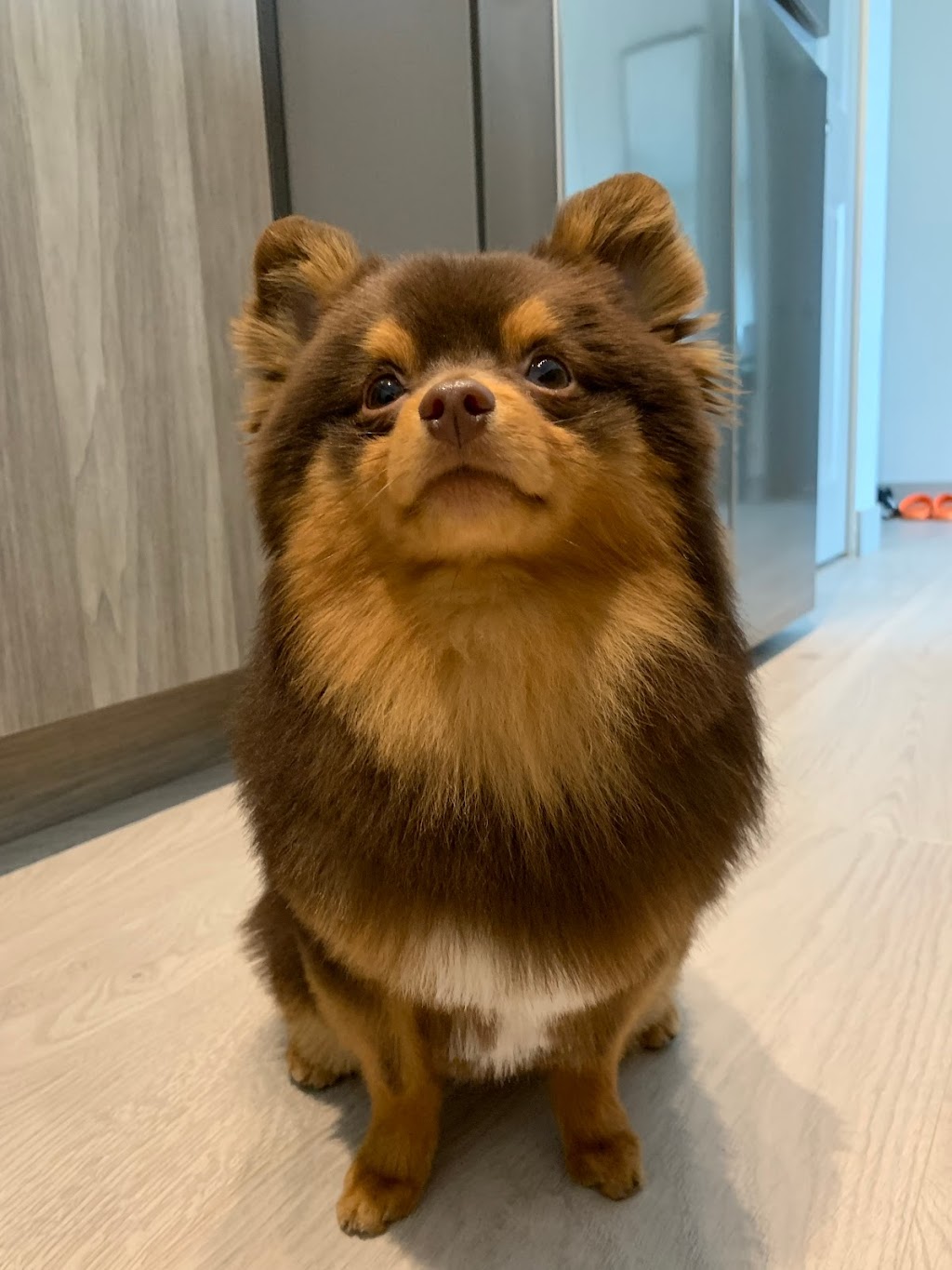 Cute Puppy Grooming Salon | 4498 Southwood St, Burnaby, BC V5J 2G6, Canada | Phone: (778) 878-7788