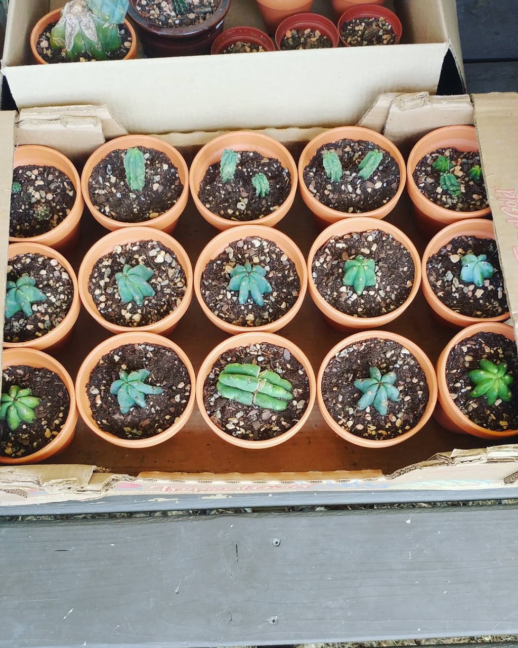 Sacred Spines Nursery & Apothecary | 26 E Front St, Stirling, ON K0K 3E0, Canada | Phone: (613) 921-2125