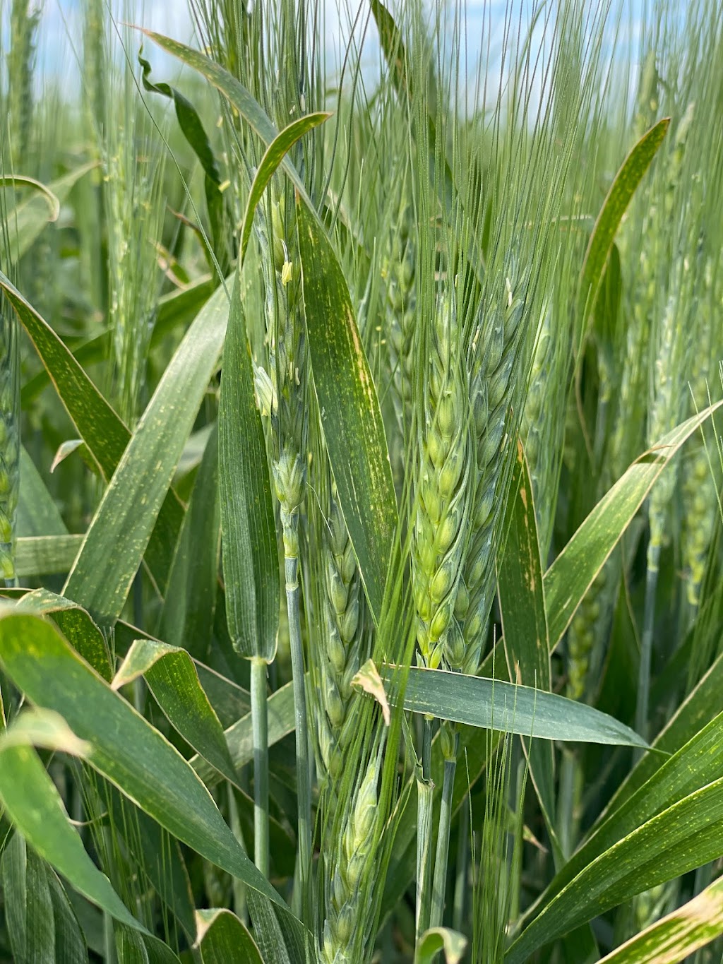 K3 Seeds | 110021, Range Road 20-3, Picture Butte, AB T0K 1V0, Canada | Phone: (403) 738-4517
