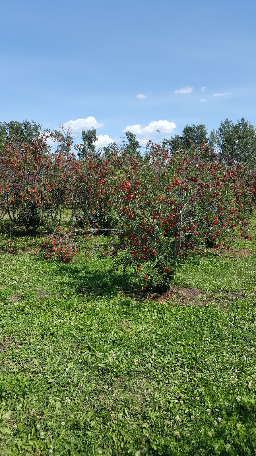 Sweet Acres Orchards | 1506, Township Rd 354, Red Deer County, AB T4G 0J3, Canada | Phone: (403) 227-1301