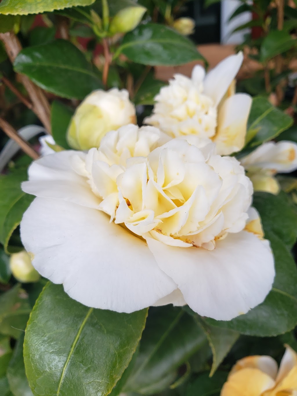 Paradise Plants Garden Centre | 2480 Hardy Rd, Courtenay, BC V9J 1T2, Canada | Phone: (250) 897-3898