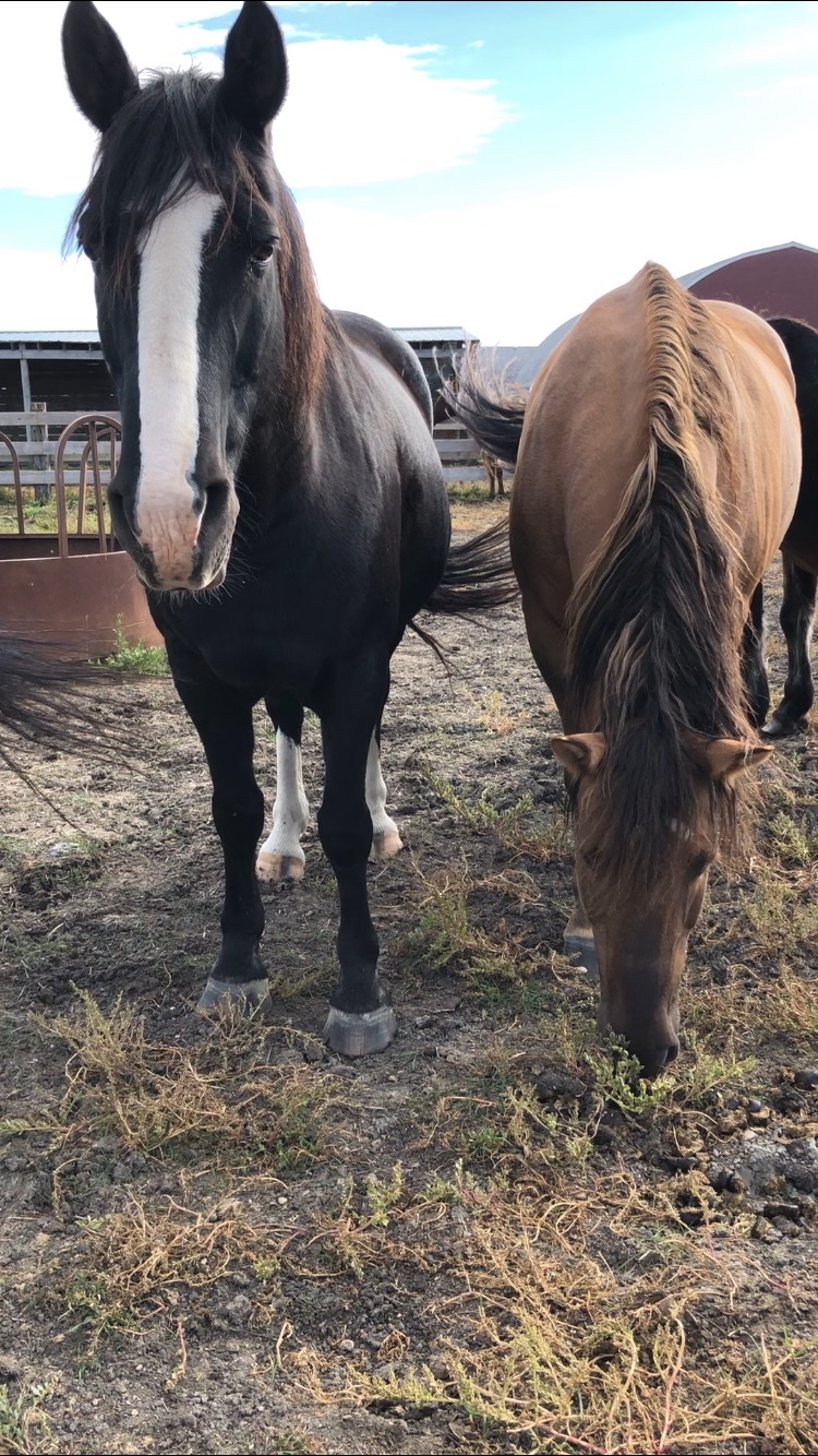 Meadow Green Stables | 1727 Loudoun Rd, Winnipeg, MB R3S 1A3, Canada | Phone: (204) 895-1911