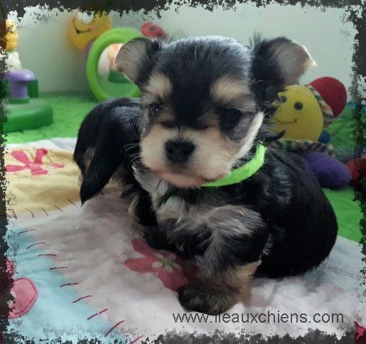 ileauxchiens | 220 Rte Ployart, Durham-Sud, QC J0H 2C0, Canada | Phone: (450) 297-2584