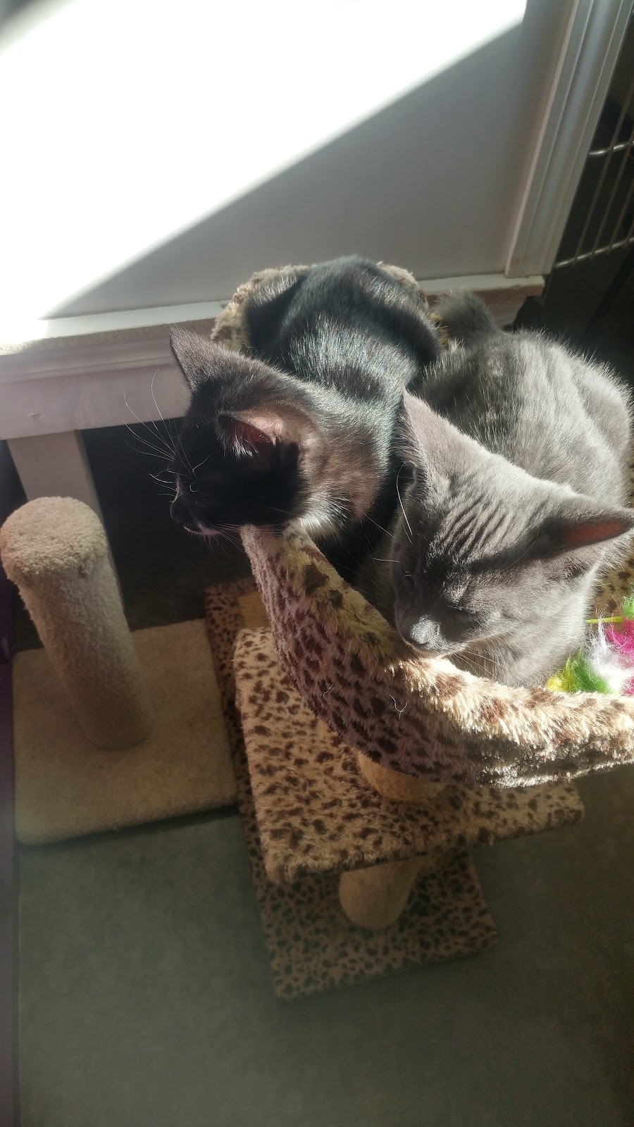 BC SPCA Chilliwack Community Animal Centre | 6797 Hopedale Rd, Chilliwack, BC V2R 4L4, Canada | Phone: (604) 823-6612