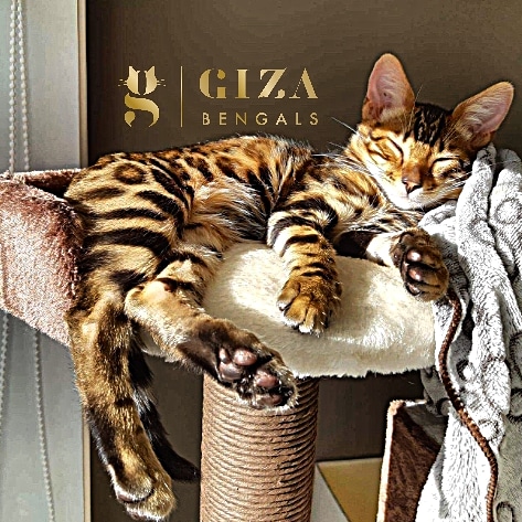 Gizabengals | 1353 Avenue de la Montagne O, Québec, QC G3K 1W2, Canada | Phone: (819) 360-4252