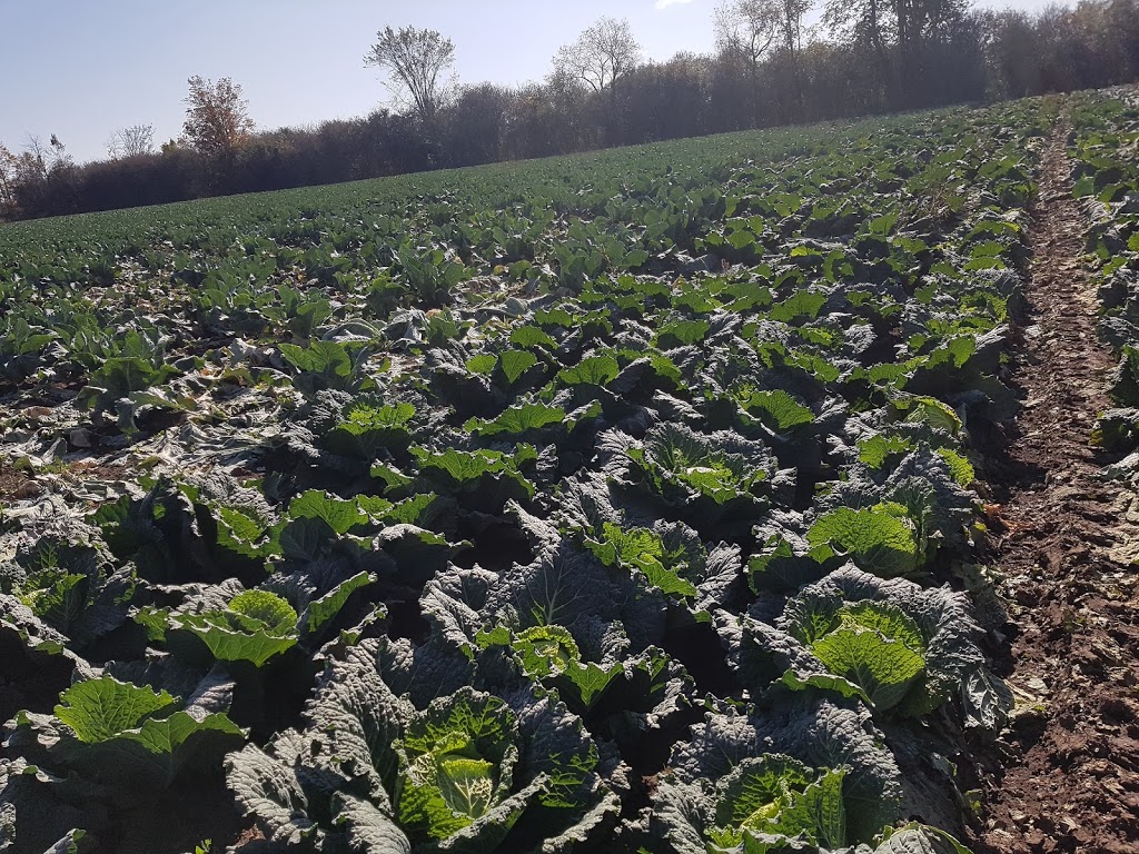 Tindall Farm & Market | 13669 Durham Regional Rd 1, Uxbridge, ON L9P 1R2, Canada | Phone: (416) 805-6760