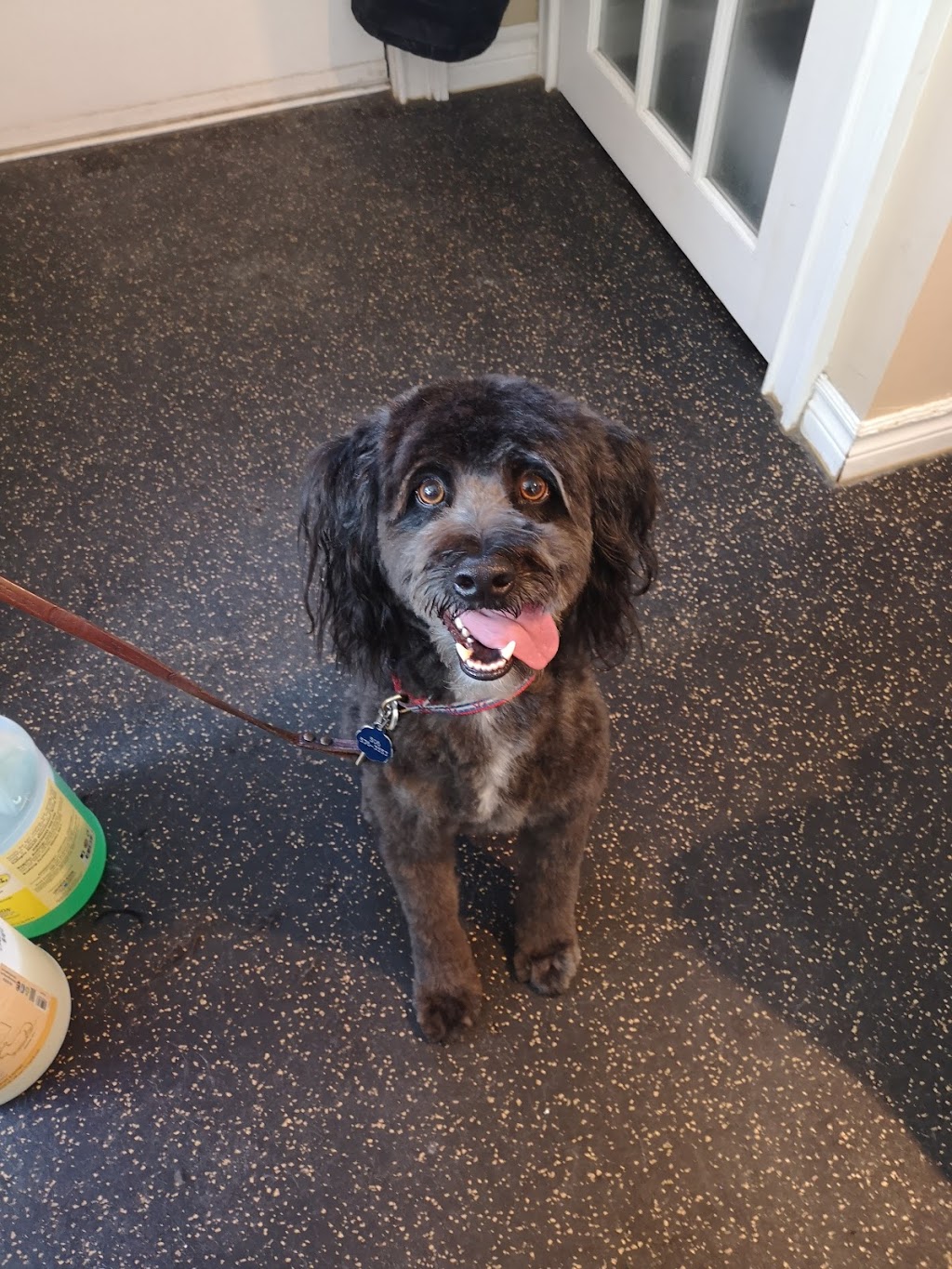 Sackville Muddy Paws Grooming Studio | 366 Main St, Sackville, NB E4L 3H6, Canada | Phone: (506) 224-0045