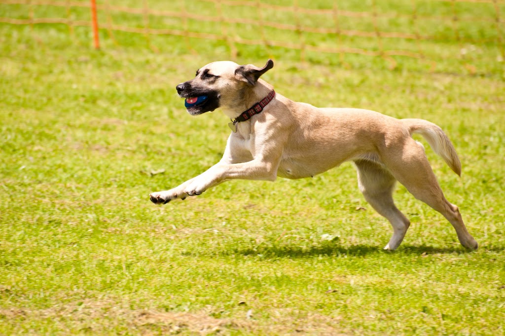 BC Canine Training Centre | 13800 No. 3 Rd, Richmond, BC V7A 1X6, Canada | Phone: (604) 370-3647