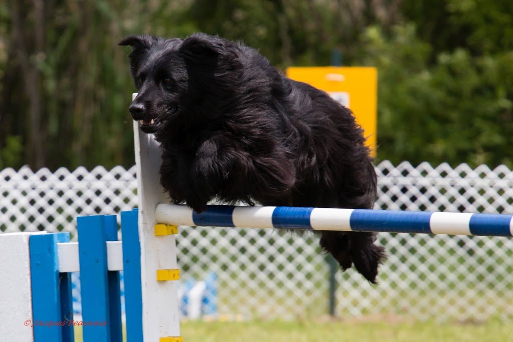 Professionnel Légitime Canin | 230 Rang de la Montagne, Rougemont, QC J0L 1M0, Canada | Phone: (514) 922-2752