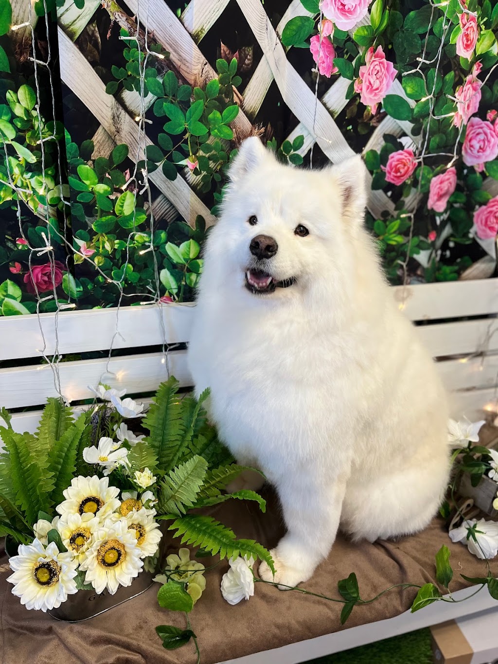 Cutie Patootie Grooming | 143 Borden Ave unit 10, Belmont, ON N0L 1B0, Canada | Phone: (226) 883-0955