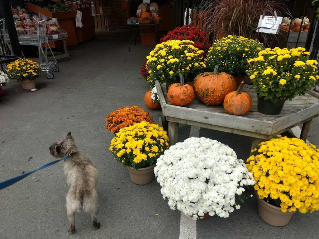 Wiles Lake Farm Market & Bakery | 3254 NS-325, Wileville, NS B4V 5G8, Canada | Phone: (902) 543-6082
