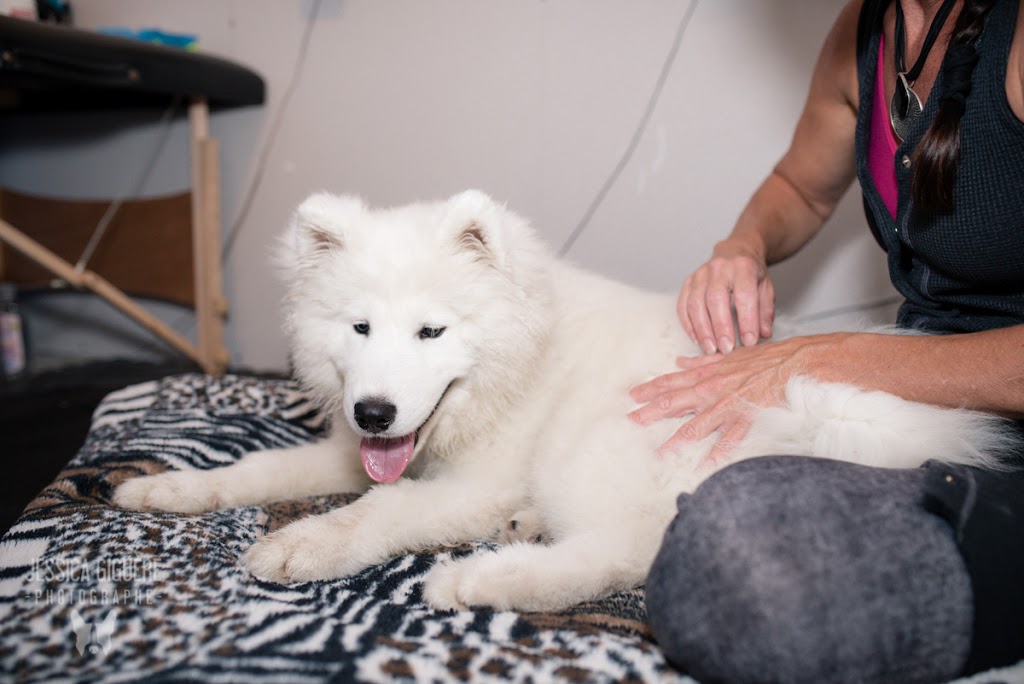 Aqua Confort Animal | 1697 Rue Notre Dame, LAncienne-Lorette, QC G2E 3B9, Canada | Phone: (418) 914-3444
