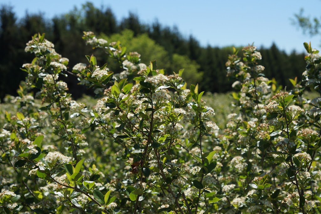 Aeviva Aronia Farms | 3684 Grenfel Rd, Springwater, ON L9X 1V4, Canada | Phone: (416) 805-0663