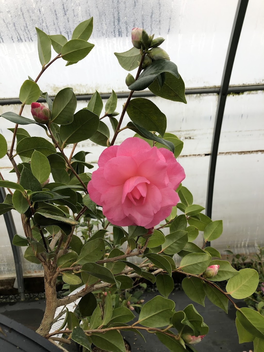 Lochside Nursery | 2716 Dooley Rd, Victoria, BC V8Y 1R7, Canada | Phone: (250) 544-3100