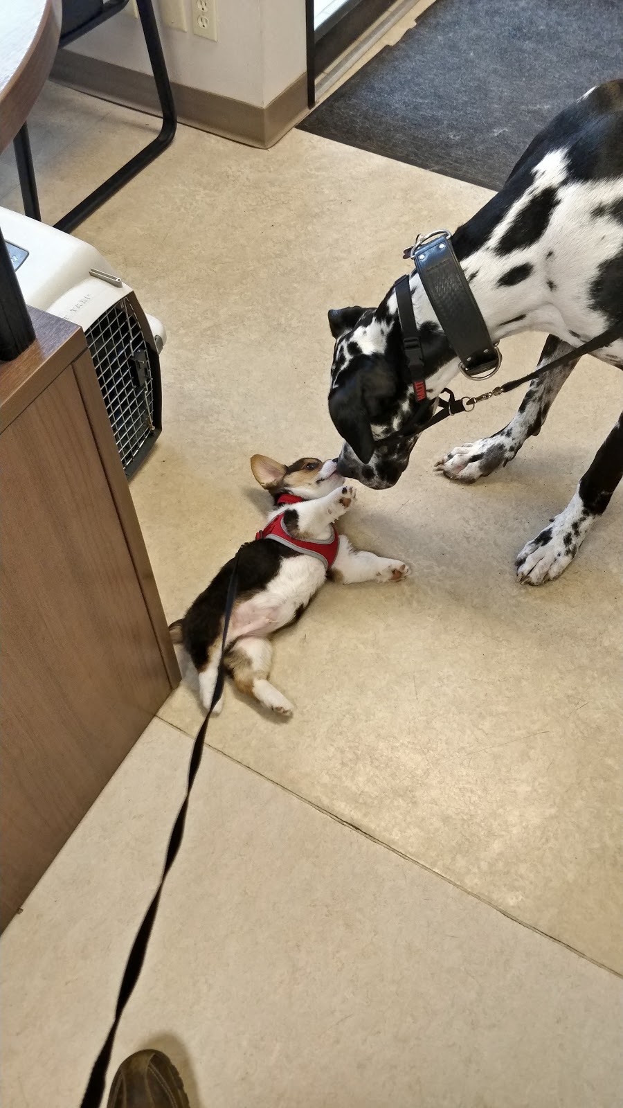 Capilano Animal Clinic | 9945 50 St NW #107, Edmonton, AB T6A 0L4, Canada | Phone: (780) 469-0657