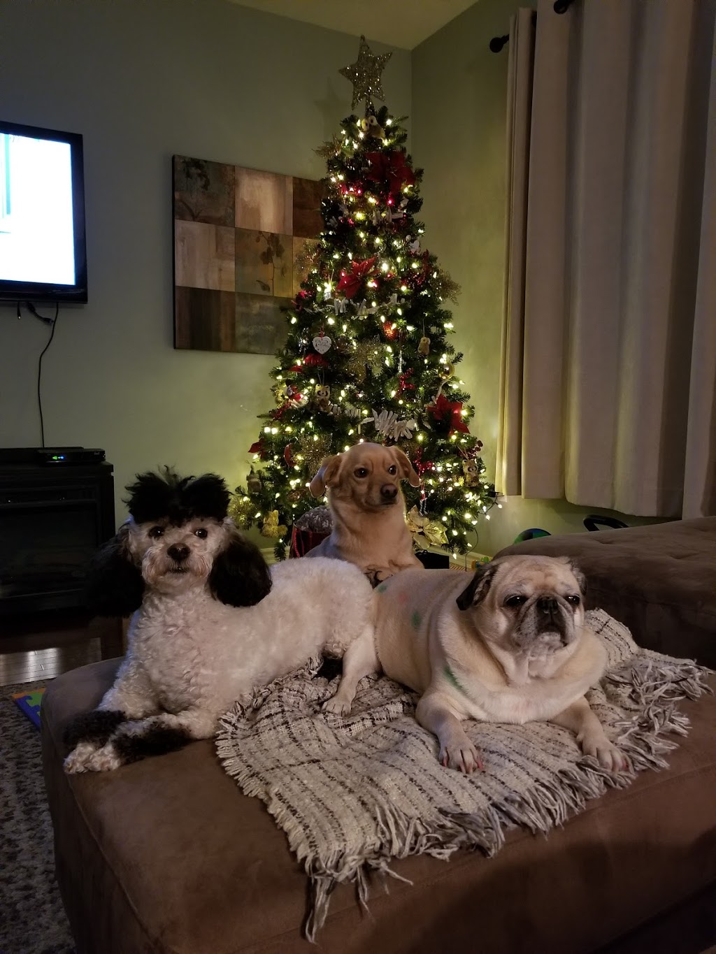 Pooches N Pals Inc. | 356 Lakeshore Rd W, Mississauga, ON L5H 1H3, Canada | Phone: (905) 278-2275