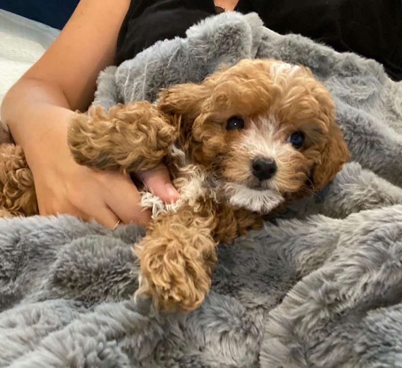 Maltese and poodle puppies for sale | 6780 Breanna Cardill St, Greely, ON K4P 0C1, Canada | Phone: (647) 547-2171