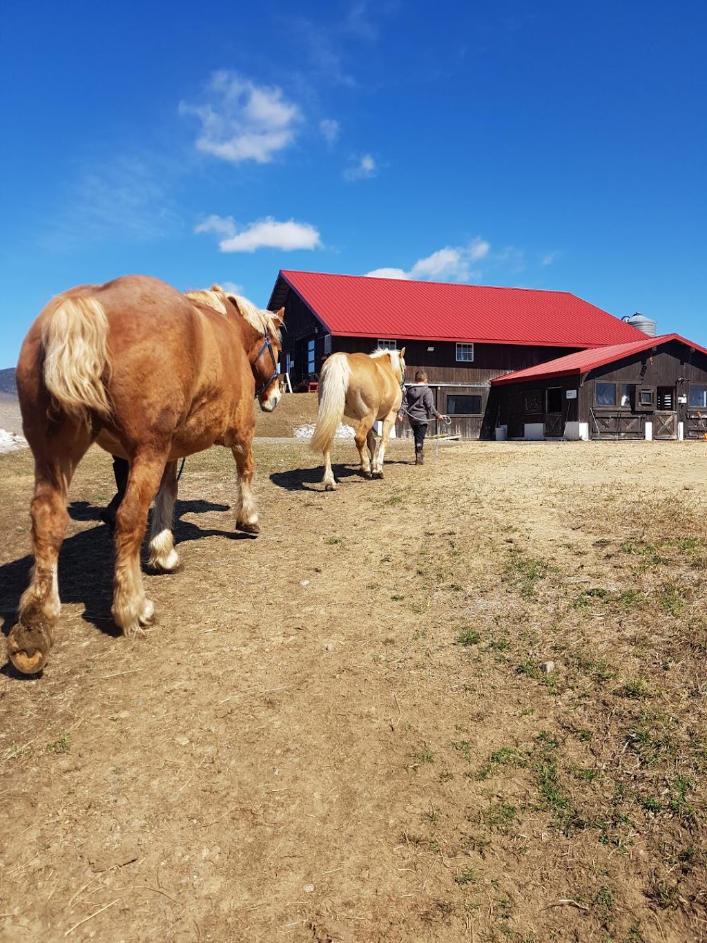 Cheval et campagne | 31 Rue des Grands Prés, Saint-Ferréol-les-Neiges, QC G0A 3R0, Canada | Phone: (418) 572-1922