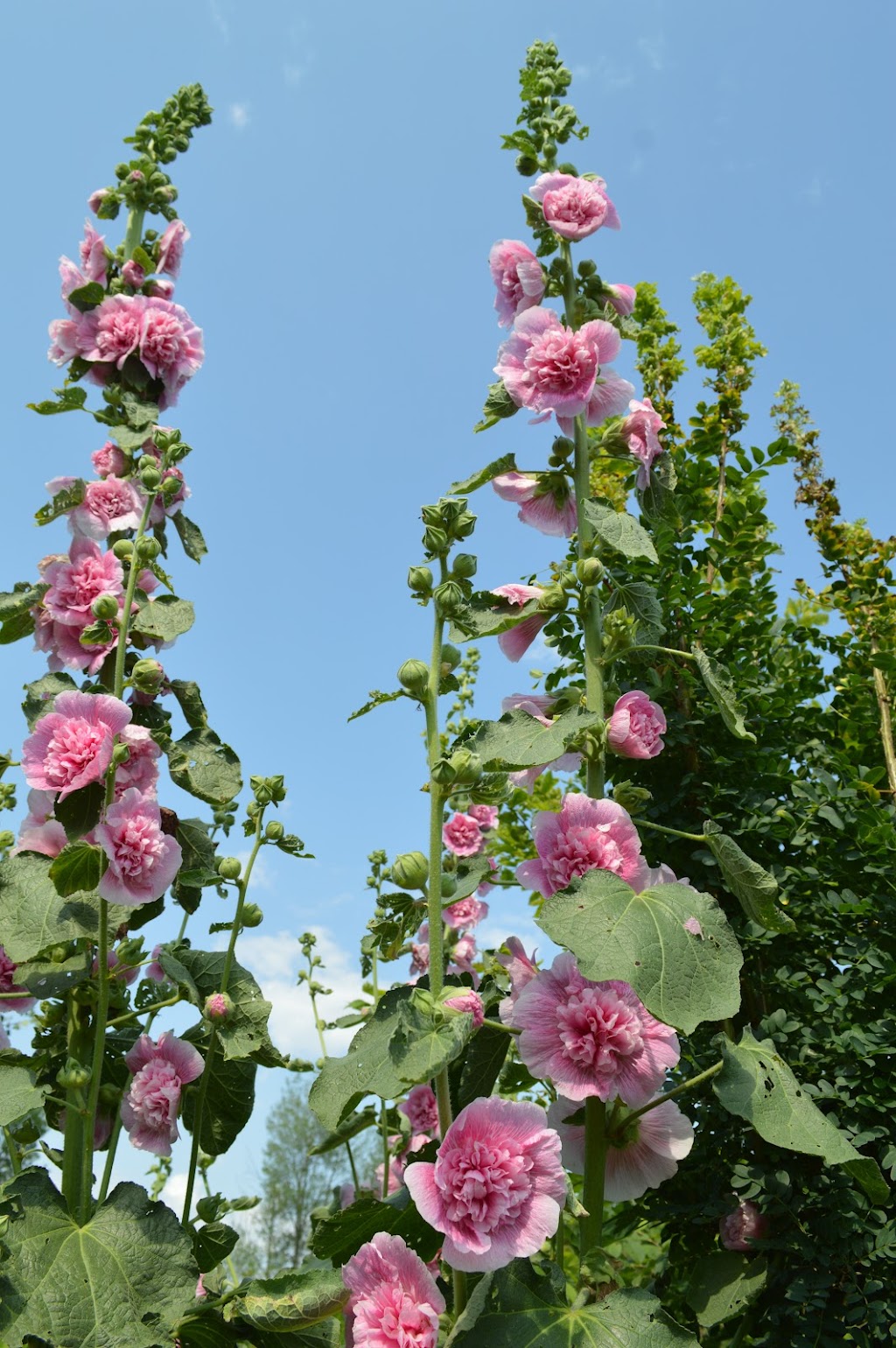 Living Landscapes | 9 Brubacher St, Baden, ON N3A 2V2, Canada | Phone: (705) 313-4769