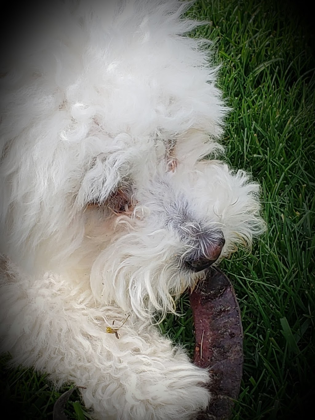 Julspops Dog Walking & Pet/House Sitting Services | 26 Mark St, London, ON N5V 2G5, Canada | Phone: (226) 228-9418
