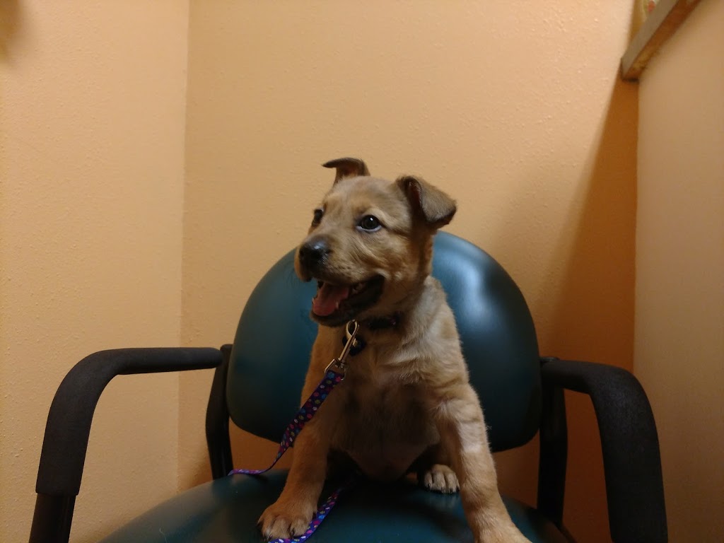 Maplewood Animal Hospital | 2869 W Maplewood Ave, Bellingham, WA 98225, USA | Phone: (360) 715-1430