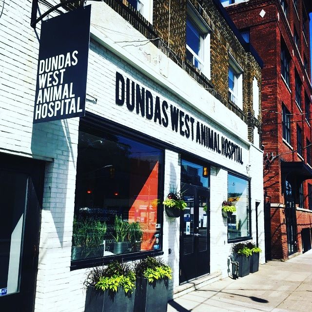 Dundas West Animal Hospital | 2160 Dundas St W, Toronto, ON M6R 1X3, Canada | Phone: (416) 535-8387