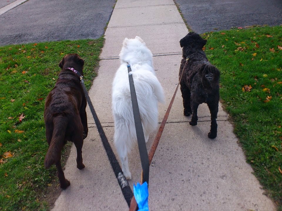 Paws Away | 97 Fairgreen Close, Cambridge, ON N1T 1T7, Canada | Phone: (519) 880-5225