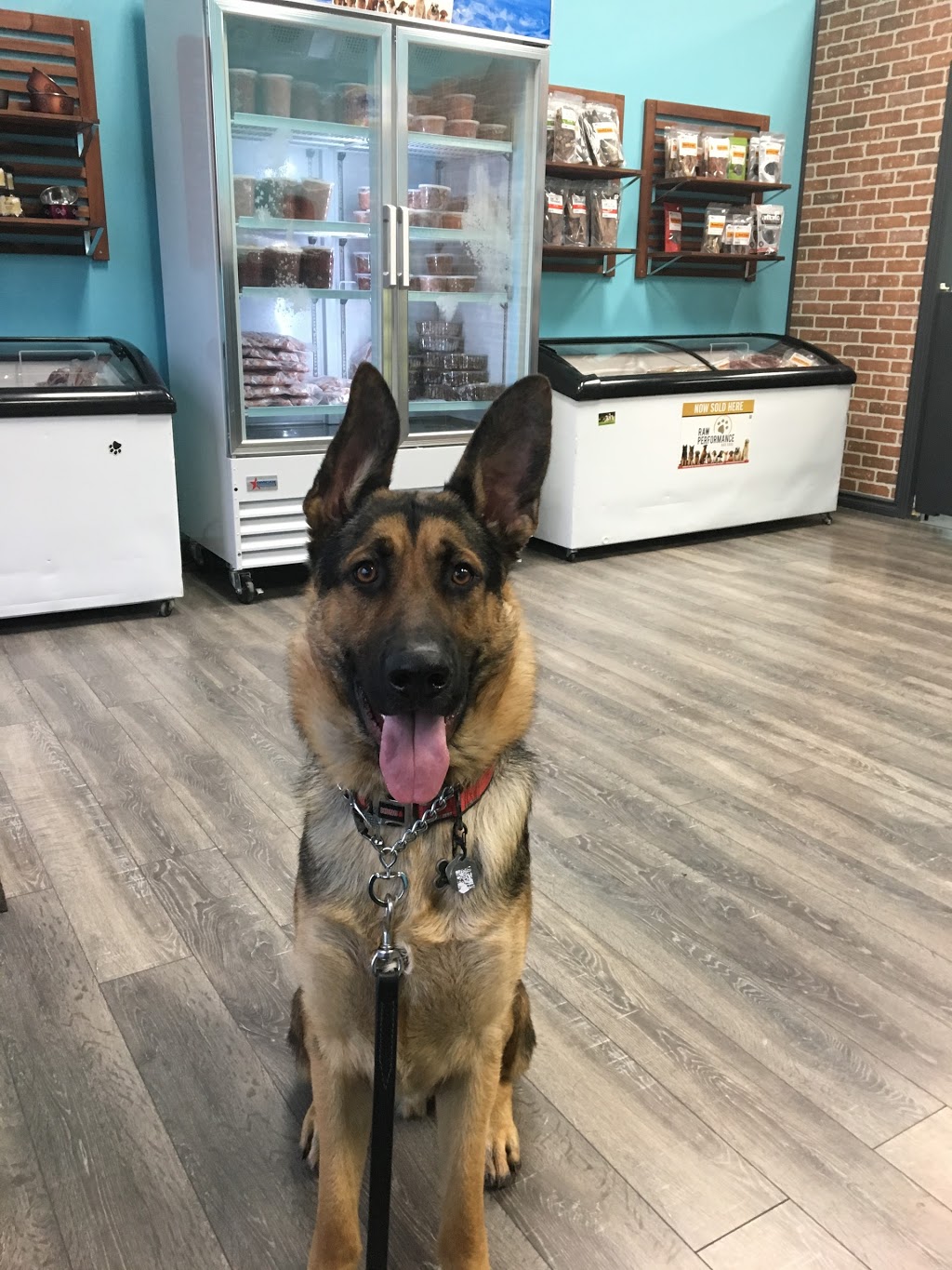 Crown K9 Services | 312 Grays Rd #4, Hamilton, ON L8E 1V5, Canada | Phone: (905) 928-7387