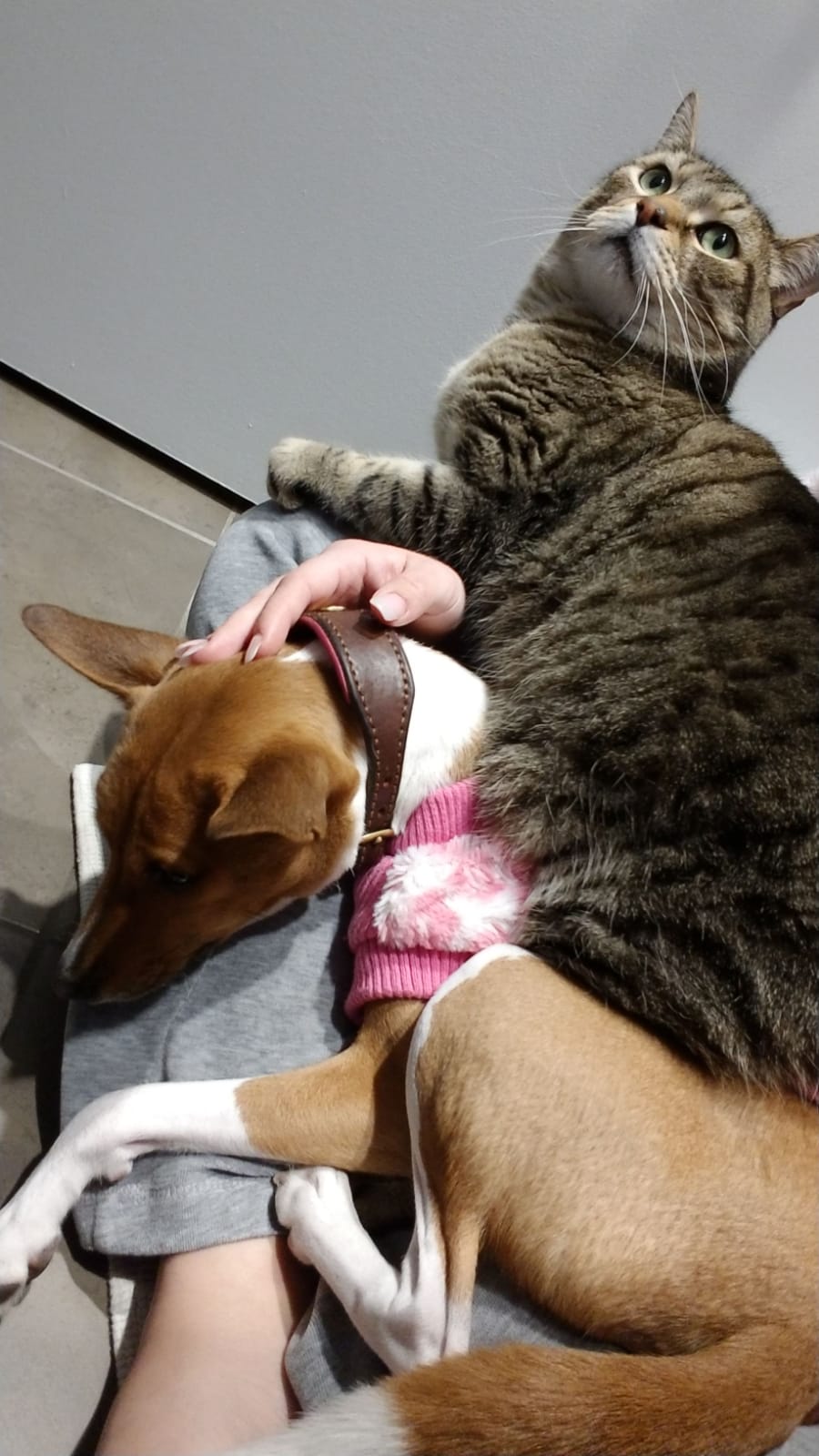 Darlington Veterinary Hospital PC | 200 Marycroft Ave #24, Woodbridge, ON L4L 5X9, Canada | Phone: (905) 851-0142