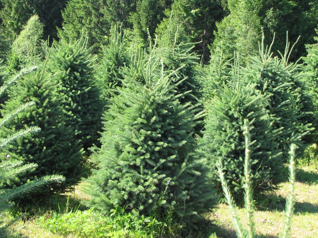 Evergreen Acres Landscape and Christmas Trees | 431 Inman Rd, Dunnville, ON N1A 2W5, Canada | Phone: (905) 981-9464