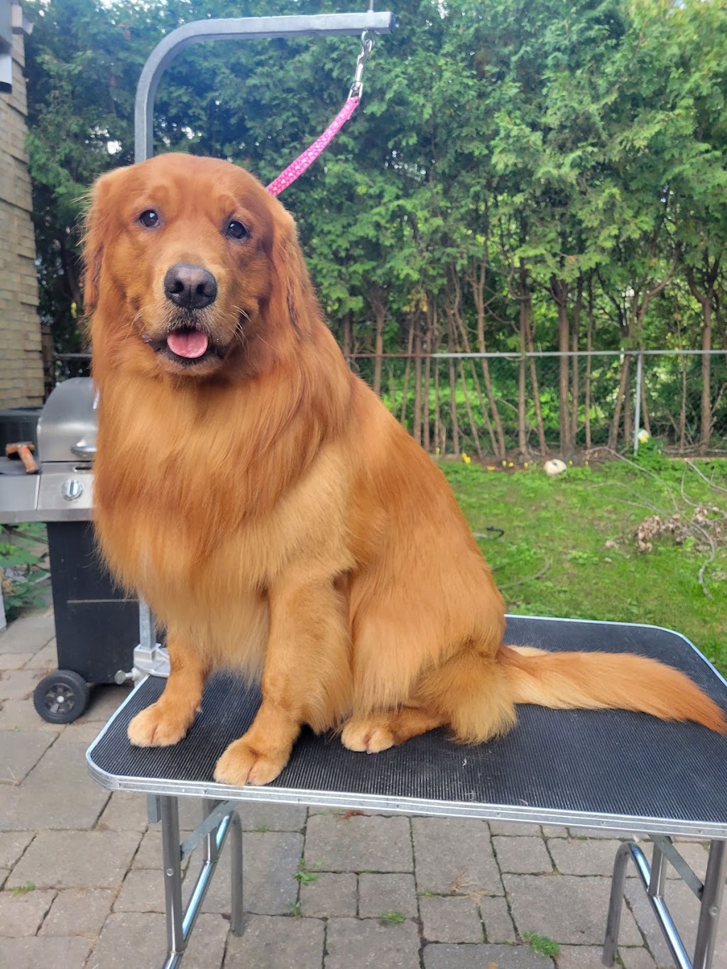 Kleinburgspaws | 18 Ghent Dr, Kleinburg, ON L4H 4T8, Canada | Phone: (647) 201-2640