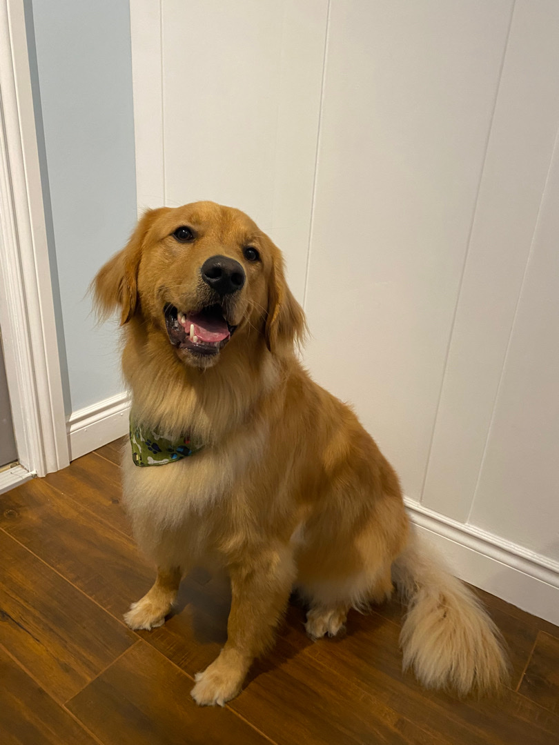 Joli Puppie Pet Grooming | 3 Banbury Dr, Ancaster, ON L9K 1H8, Canada | Phone: (289) 456-8413