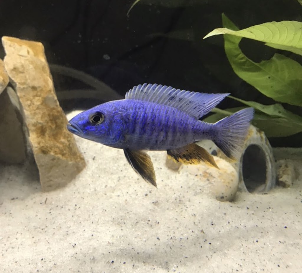 Fish Supply Canada | 231 Barrie St, Thornton, ON L0L 2N0, Canada | Phone: (705) 816-5352