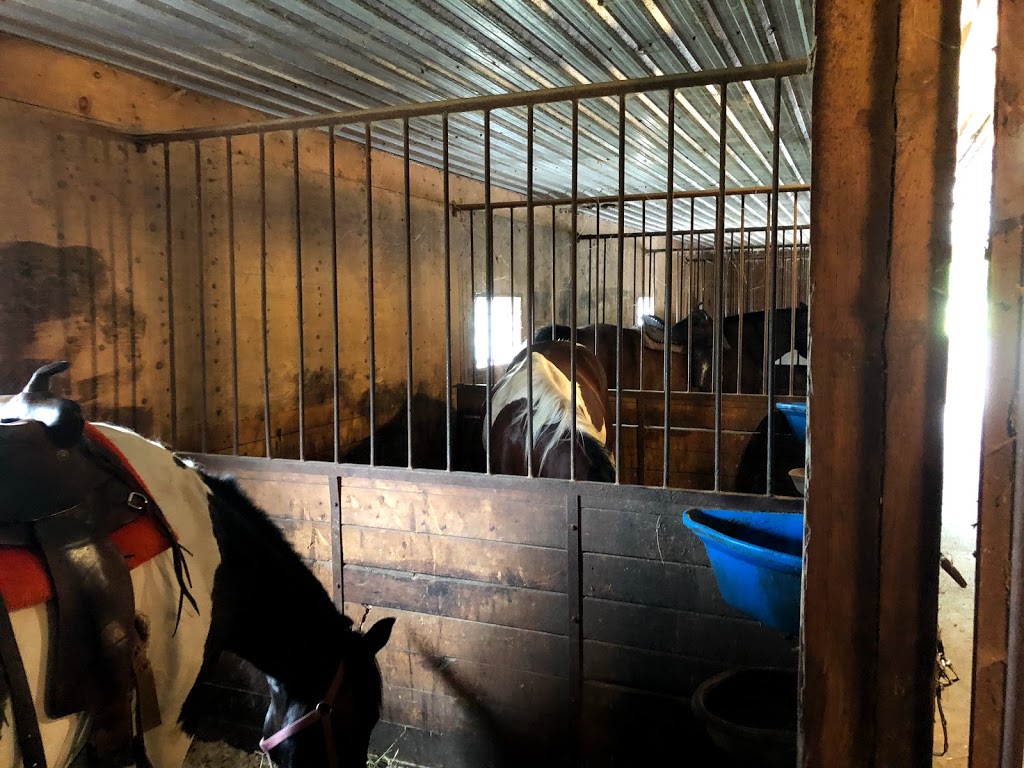 Kuzenko Stables | 4507 Courtice Rd, Hampton, ON L0B 1J0, Canada | Phone: (905) 447-3212
