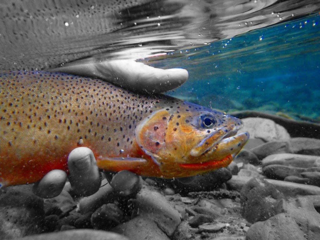 Trout Tracker Fishing & Guide Company | Calgary, AB T3M 0P9, Canada | Phone: (403) 880-3800
