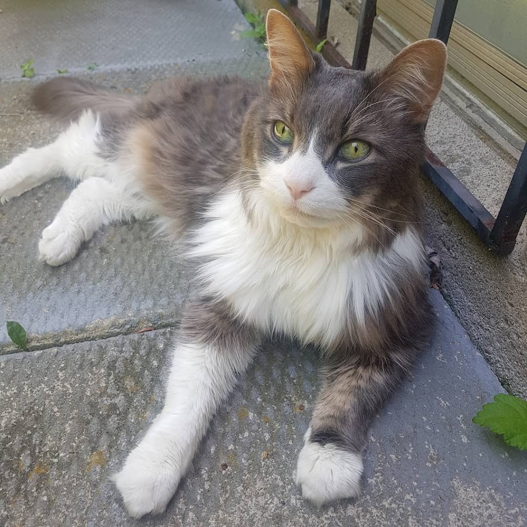 Rosen Home Pet Euthanasia Service | 1754 Brayford Ave, London, ON N6K 0H4, Canada | Phone: (905) 876-7766