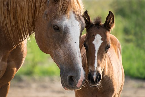 McGregor Veterinary Services | 839 Stone St N, Gananoque, ON K7G 1Z7, Canada | Phone: (613) 381-2015