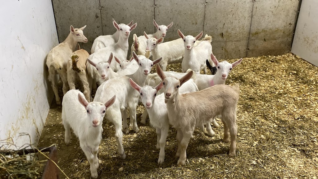 Donkers Family Farm | 9340 Mill Rd, Shedden, ON N0L 2E0, Canada | Phone: (519) 280-3276