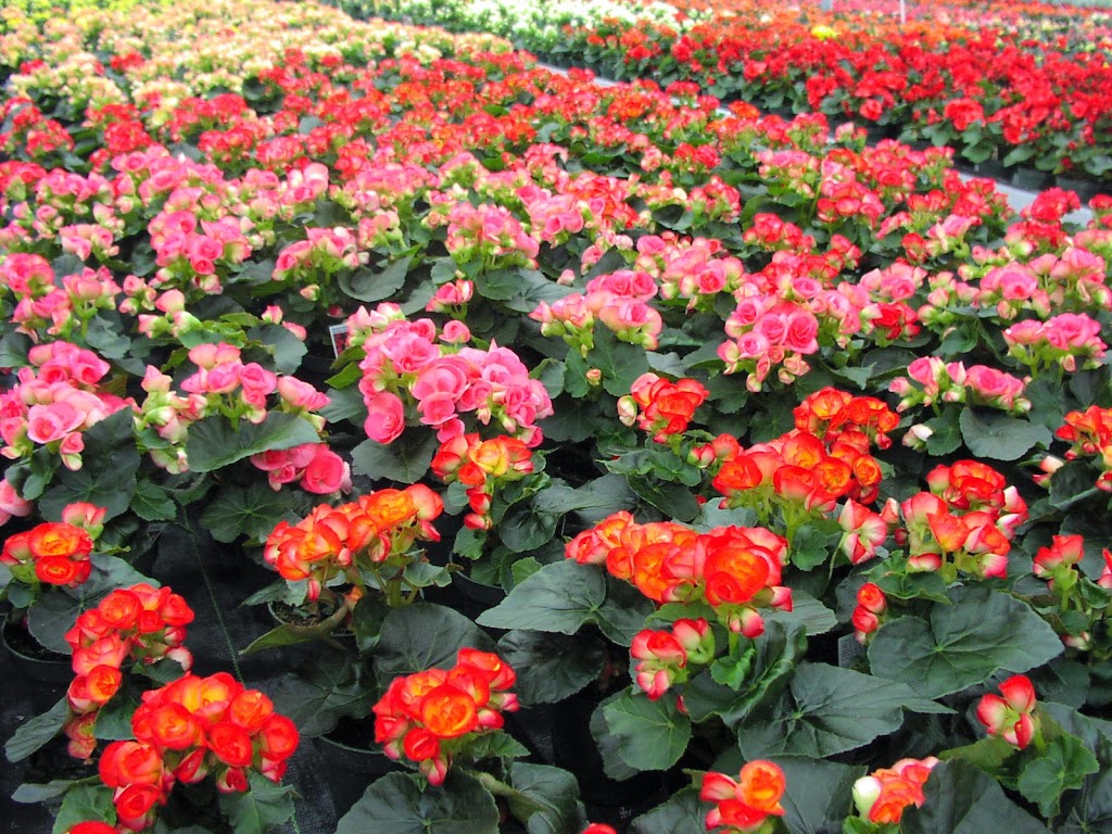 Great Lake Floral | 1396 S Service Rd, St. Catharines, ON L2R 6P9, Canada | Phone: (905) 641-0083