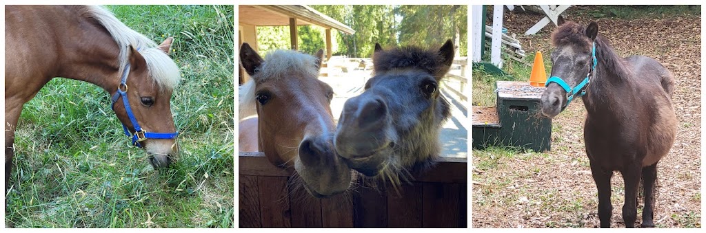 Present Moments Equine Facilitated Learning | 1930 Ranch Rd, Roberts Creek, BC V0N 2W5, Canada | Phone: (604) 764-9275