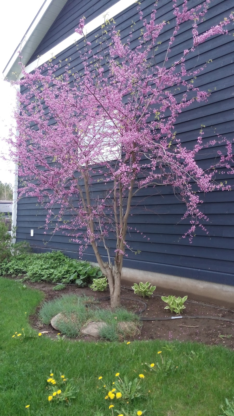 The Best Advice Landscape | 33 Moreau Pkwy, Tiny, ON L9M 0H3, Canada | Phone: (705) 533-1983