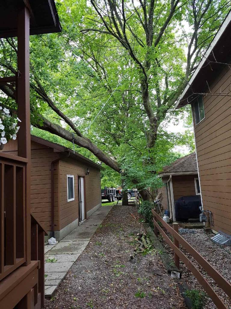 Big Wood Tree & Yard | 3769 Wood Ave, Orillia, ON L3V 6H3, Canada | Phone: (705) 795-4156