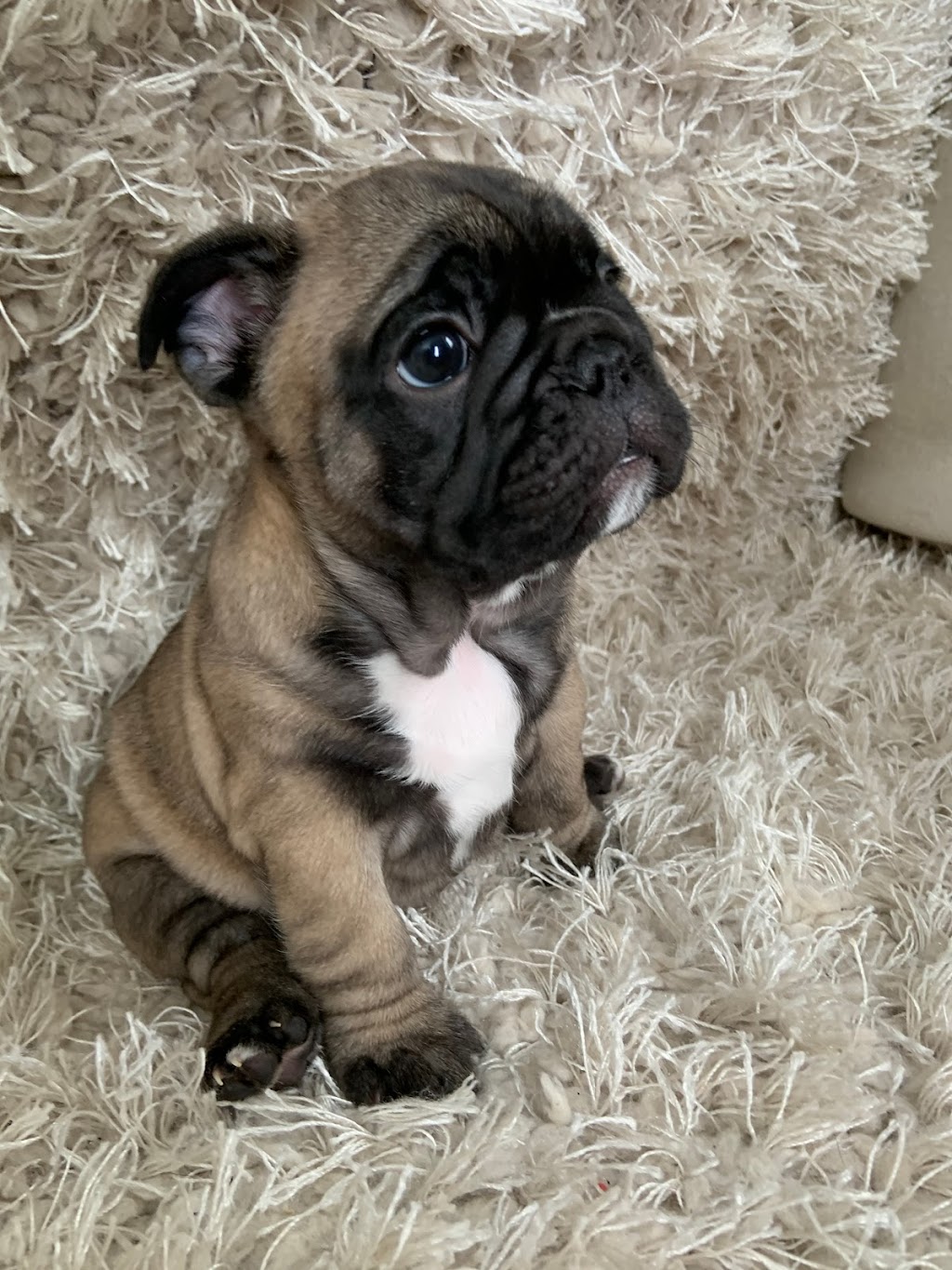 Jaklins Bulldogs. French Bulldog breeder & puppies for adoption | n/a, Manilla, ON K0M 2J0, Canada | Phone: (647) 539-5040
