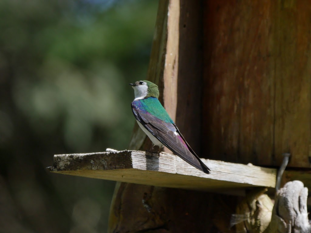 Beaver Hut Bed And Breakfast | 8188 Sheila Way, Port Alberni, BC V9Y 9E4, Canada | Phone: (250) 723-8941