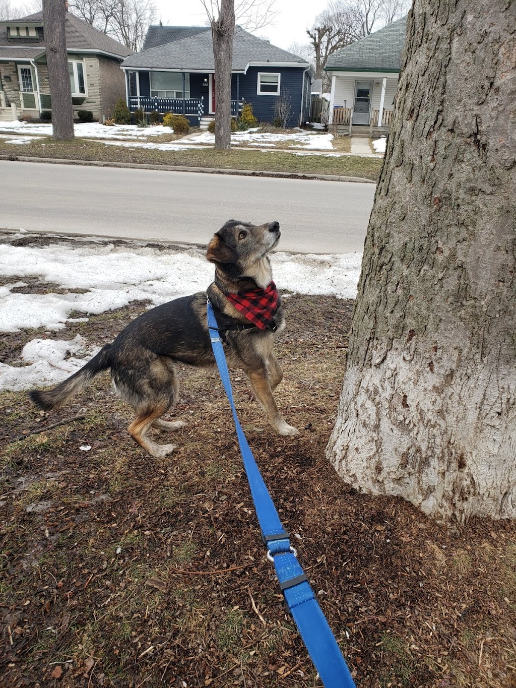 Julspops Dog Walking & Pet/House Sitting Services | 26 Mark St, London, ON N5V 2G5, Canada | Phone: (226) 228-9418