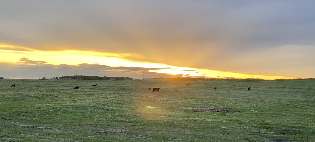 JK Fraser Cattle | 274129 Range Road 33, AB T4C 2Y2, Canada | Phone: (403) 932-2406