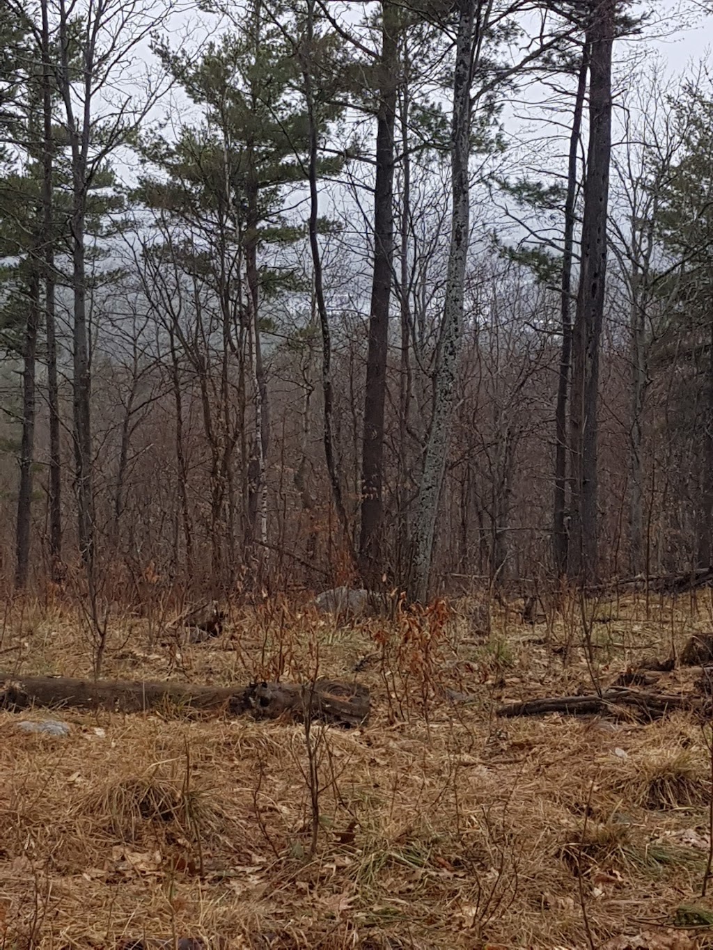 Canonto Lodge | 1029 Rosie Lane,, Calabogie, ON K0J 1H0, Canada | Phone: (613) 601-3413