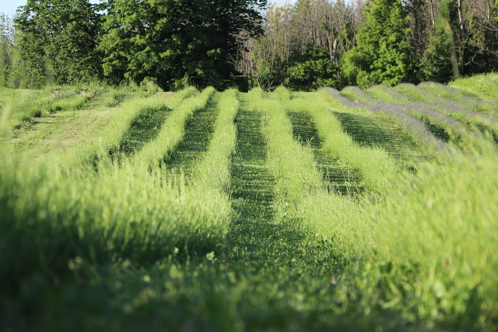 Kelso Lavender | 8649 Appleby Line, Campbellville, ON L0P 1B0, Canada | Phone: (647) 473-4007