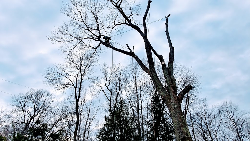 Lakeshore Tree Service | 281 Summerside Pl, Port Elgin, ON N0H 2C2, Canada | Phone: (519) 368-7893